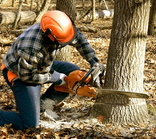 Tree Removal in Gorman, TX